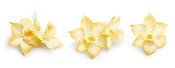 Plexiglas foto achterwand Vanilla orchid on white flaxen background, vanilla flowers set, closeup. © Valentina R.
