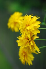 żółte kwiaty złote kule