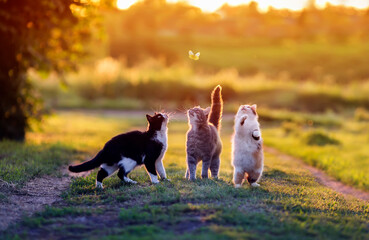 three funny cats jump for a butterfly on a summer sunny lawn