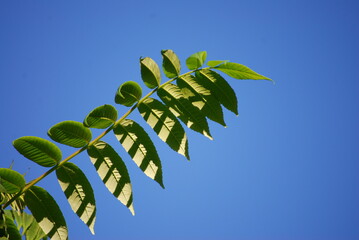 zielone liście na tle błękitnego nieba © Monika