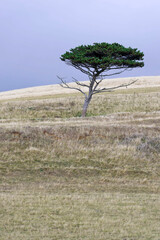 Windswept tree, Chesil Beach, Dorset, England