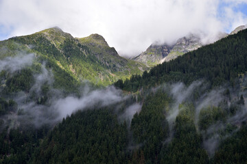 Mist over the forest