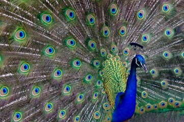 Plakat Close-up of peacock in Portugal with feathers out
