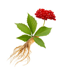 Ginseng plant isolated on white background. Medical wild ginseng root.