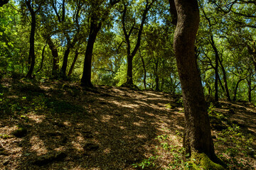 Holm oak in the Sacred Wood of Monteluco, Spoleto, Umbria, Italy