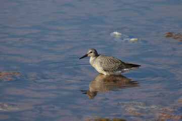 Woodcock in search of food in a salt lake