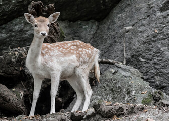 Fine art portrait of fallow deer female in the woodland at twilight (Dama dama)