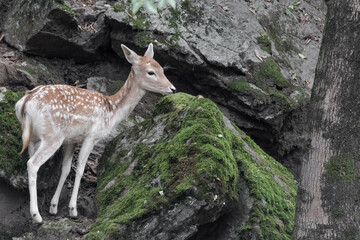 Fallow deer female in autumn season (Dama dama)