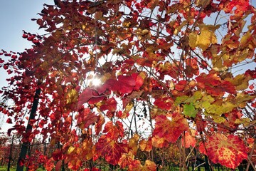 autumn red leaves close up background