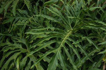 Detalhe de folha de guaimbe philodendron bipinnatifidum em dia de sol 