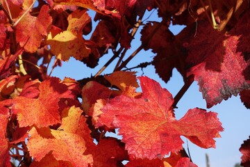 autumn red leaves close up background