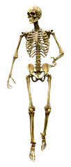 3D Rendering Human Skeleton on White