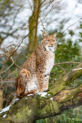 Eurasian lynx in forest habitat