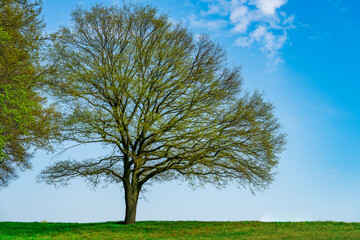 Fototapeta premium Green tree and green grass on slope with white clouds and blue sky.