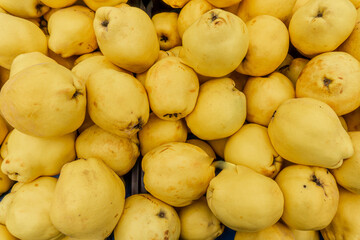 Harvest ripe quinces collected in boxes