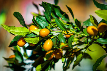 Small tangerine tree. Fortunella margarita Kumquats