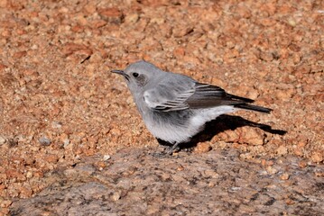 A Mountain Wheatear (Oenanthe monticola) on a rocky outcrop in the Augrabies Falls National Park in South Africa.