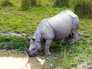 An Indian Rhino drinks from a muddy puddle in Kaziranga National Park.
