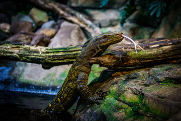  Komodo dragon in the beautiful nature habitat. Monitor lizard