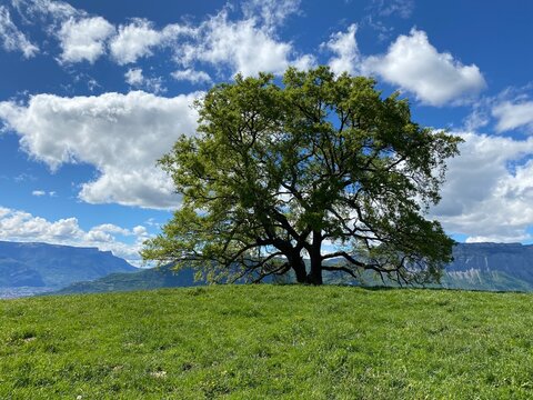 NATURE