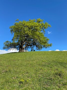NATURE