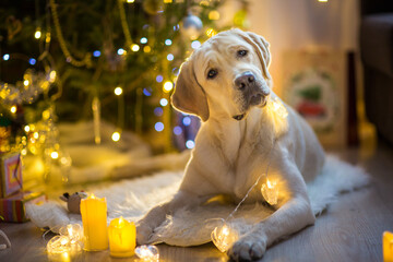 cute labrador in christmas decor	
