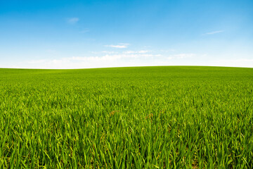 Obraz premium Green hill with dreamy clouds and blue sky in the background.