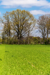 Green farmers field. Rural landscape