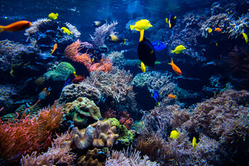 Fototapeta na wymiar Underwater view of the coral reef