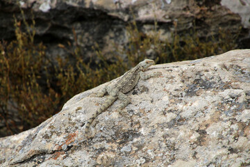 Caucasian agama on a stone, Azerbaijan