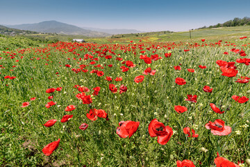 Blooming poppies in a field with farm buidling at the background. Papaver flowers contain opiates and are often used for the production of narcotic drugs