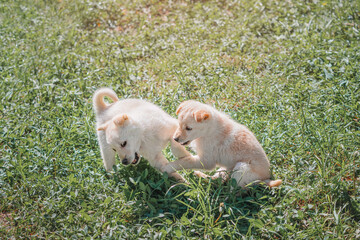 Naklejka na ściany i meble Two cute white fluffy puppies are playing and fighting on the green grass in the park.