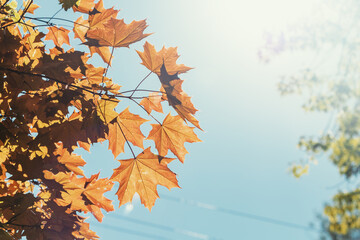 A short but bright time of golden autumn. Yellow and green sugar maple leaves on a blue fall sky background.