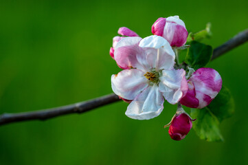 Kirschblüte Frühling