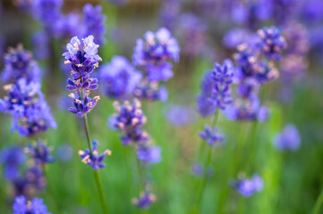 Garten Blumen Natur Frühling