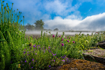 Fototapeta premium Nebel Morgen Blumen Natur