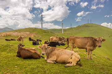 A herd of cows graze on a farm against the background of modern wind turbines. The concept of...