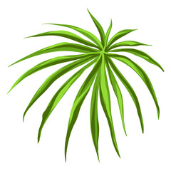 Fototapeta na wymiar Stylized illustration of palm branch. Image for design or decoration.