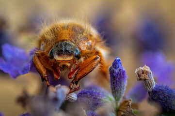 Maik&auml;fer K&auml;fer Makro Details