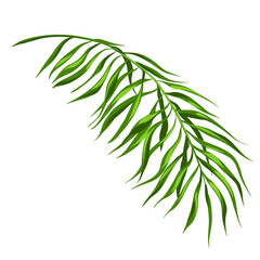 Stylized illustration of palm branch. Image for design or decoration.