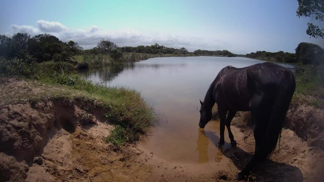 Cavalo bebendo &aacute;gua na represa