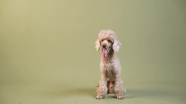 the poodle is playing, having fun. dog indoors. happy pet against the background of a green wall 