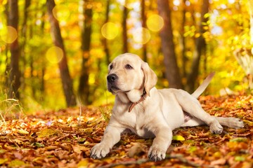 Golden Retriever Dog on the outdoor background