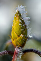 Eis Makro Natur Pflanze