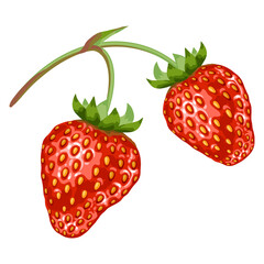 Stylized illustration of strawberry. Image for design or decoration.