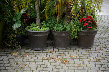 potted palms