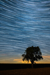 Sterne Baum Nacht
