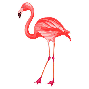 Stylized illustration of flamingo. Image for design or decoration.