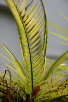 close up of a palm 