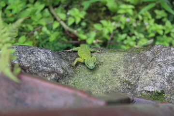 spiked lizard on a rock